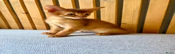Abyssinian cats for sale: Stunning GCCF Abyssinian kittens - Advert 7