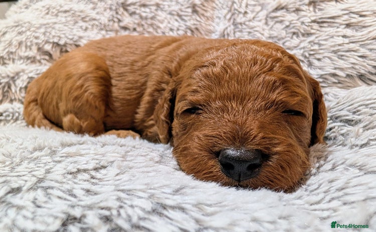 Miniature Poodle dogs - Advert 2