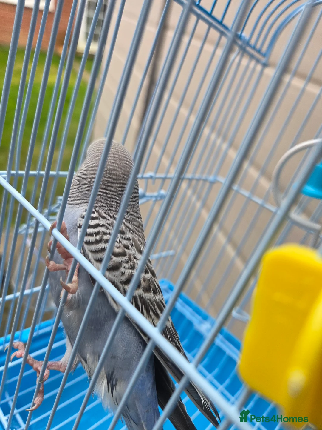 Budgerigars birds for sale:  budgies for sale - Advert 34