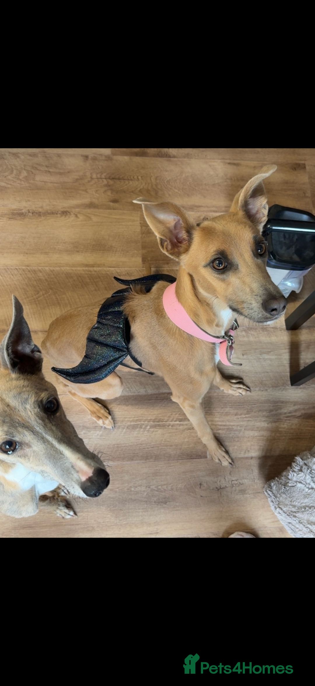 Whippet dogs for sale: Female whippet cross - Advert 2