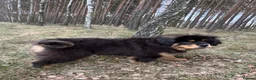 Tibetan Mastiff dogs for sale: Beautiful Tibetan Mastiff pup for sale  - Advert 4