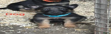German Shepherd 1