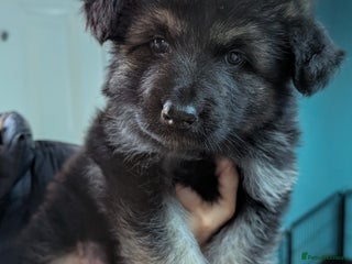 German Shepherd dogs Gorgeous and Rare German Shepherd Puppies for Sale - Advert 6