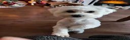 Maltese dogs for stud: Stud Teddy in Alness - Advert 2