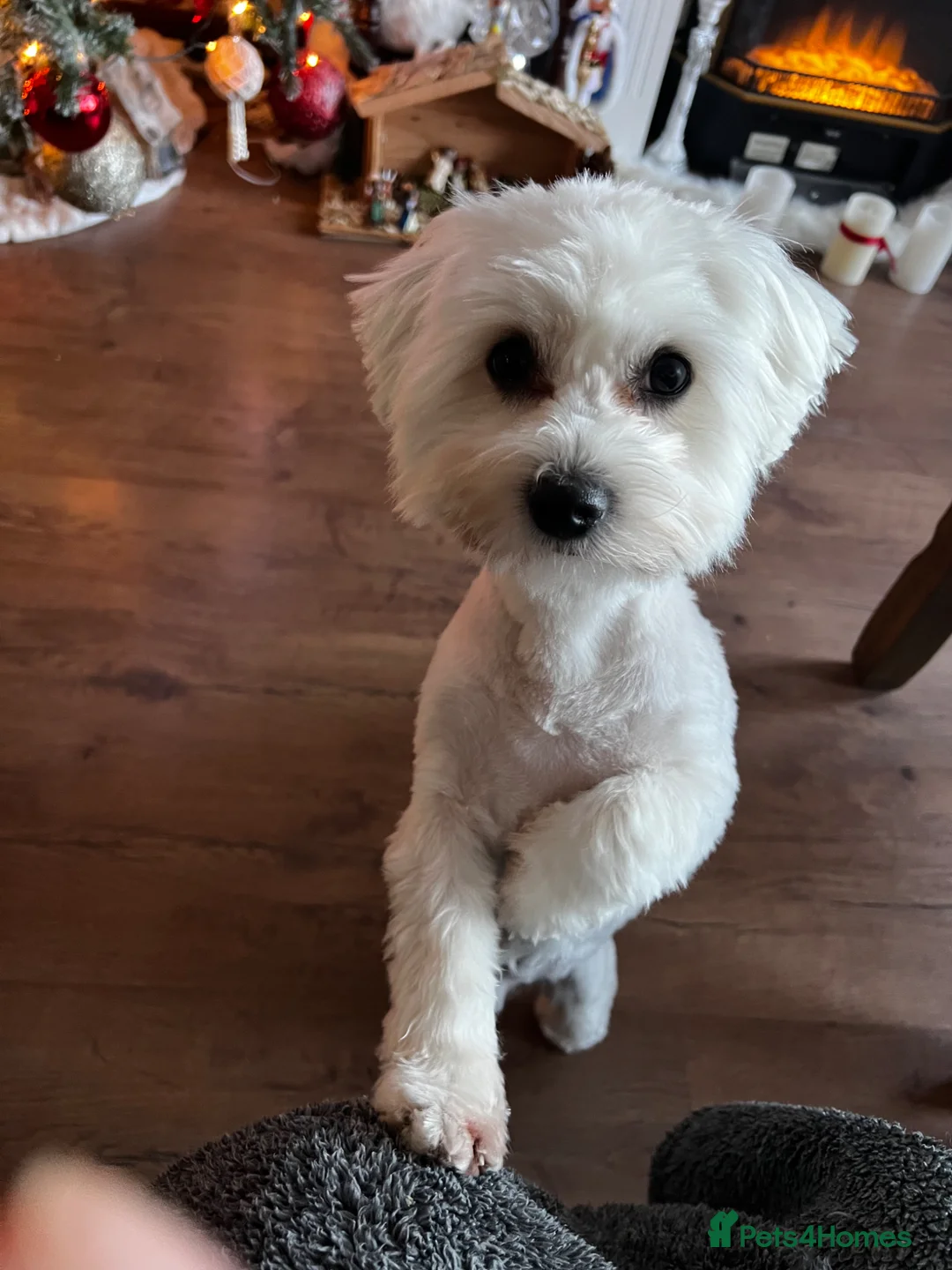 Maltese dogs for stud: Stud Teddy in Alness - Advert 2