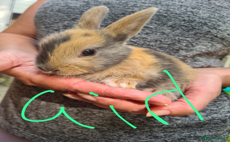 Lionhead rabbits - Advert 11