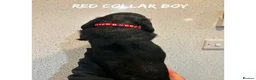 Cocker Spaniel dogs for sale: Working cocker spaniel puppies  - Advert 16