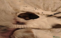 Mixed Breed dogs for sale: Gorgeous Cocker Bassett x Shichon pups  - Image 8