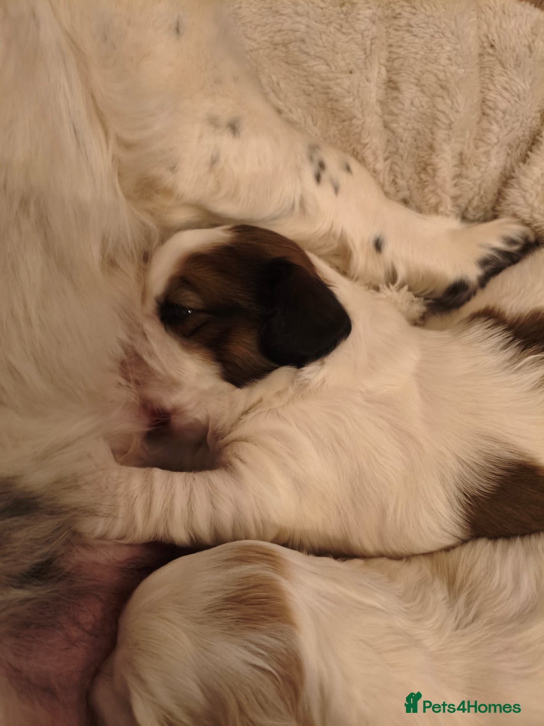 Mixed Breed dogs for sale: Gorgeous Cocker Bassett x Shichon pups  - Image 8