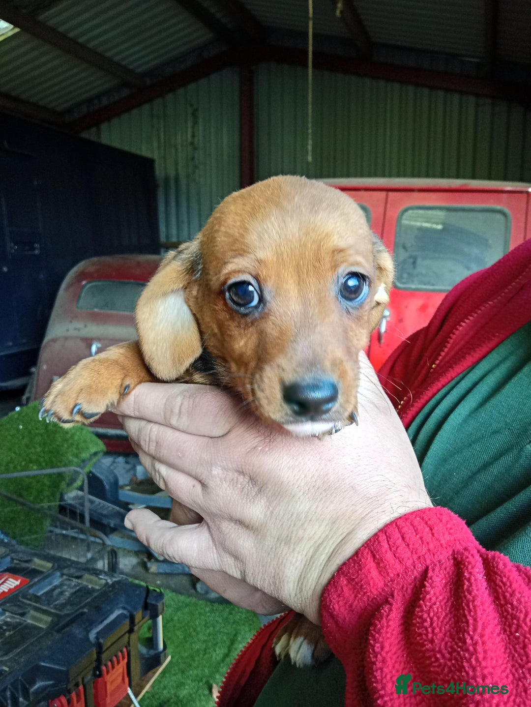 Dachshund dogs for sale: Dachshund puppies - Advert 3