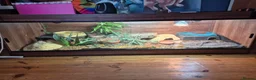 Skink reptiles for sale: Blue tongued skink age 1 - Advert 6