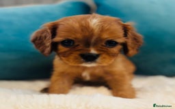 Cavalier King Charles Spaniel dogs for sale: Fully Health tested Cavalier King Charles Puppies  - Image 2