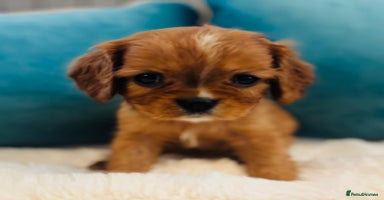 Cavalier King Charles Spaniel dogs - Advert 11