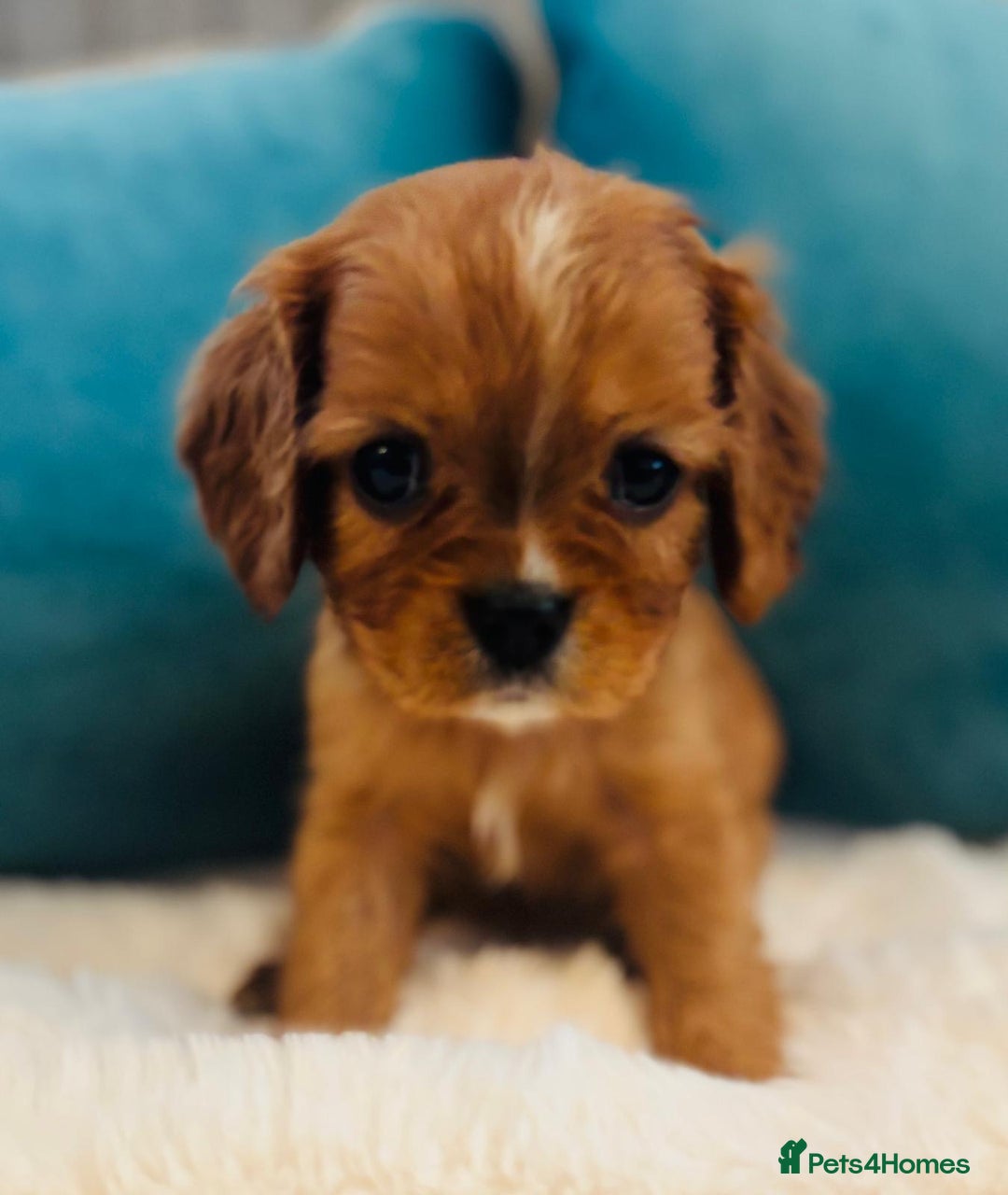 Cavalier King Charles Spaniel dogs for sale: Fully Health tested Cavalier King Charles Puppies  - Image 2