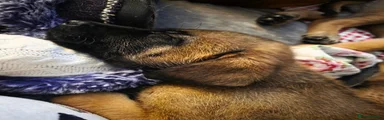 Belgian Shepherd Dog 2
