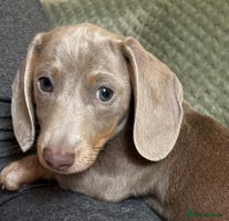 Miniature Dachshund dogs - Advert 5