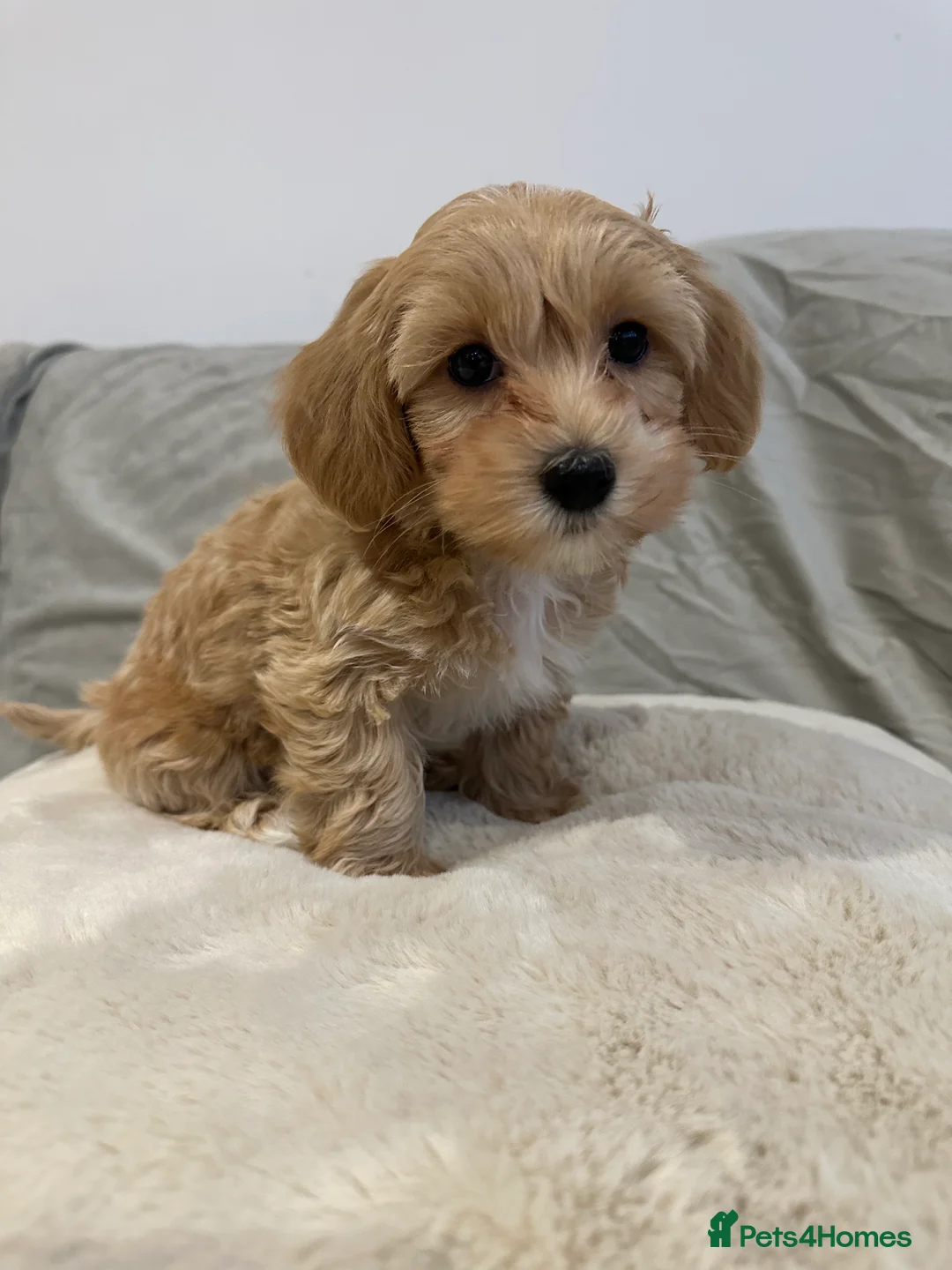Maltipoo dogs for sale: Adorable maltipoo puppie🐶❤️ - Advert 4