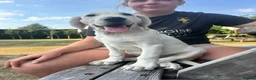Mixed Breed dogs for sale: Male Pointador X Labrador puppy. - Advert 4