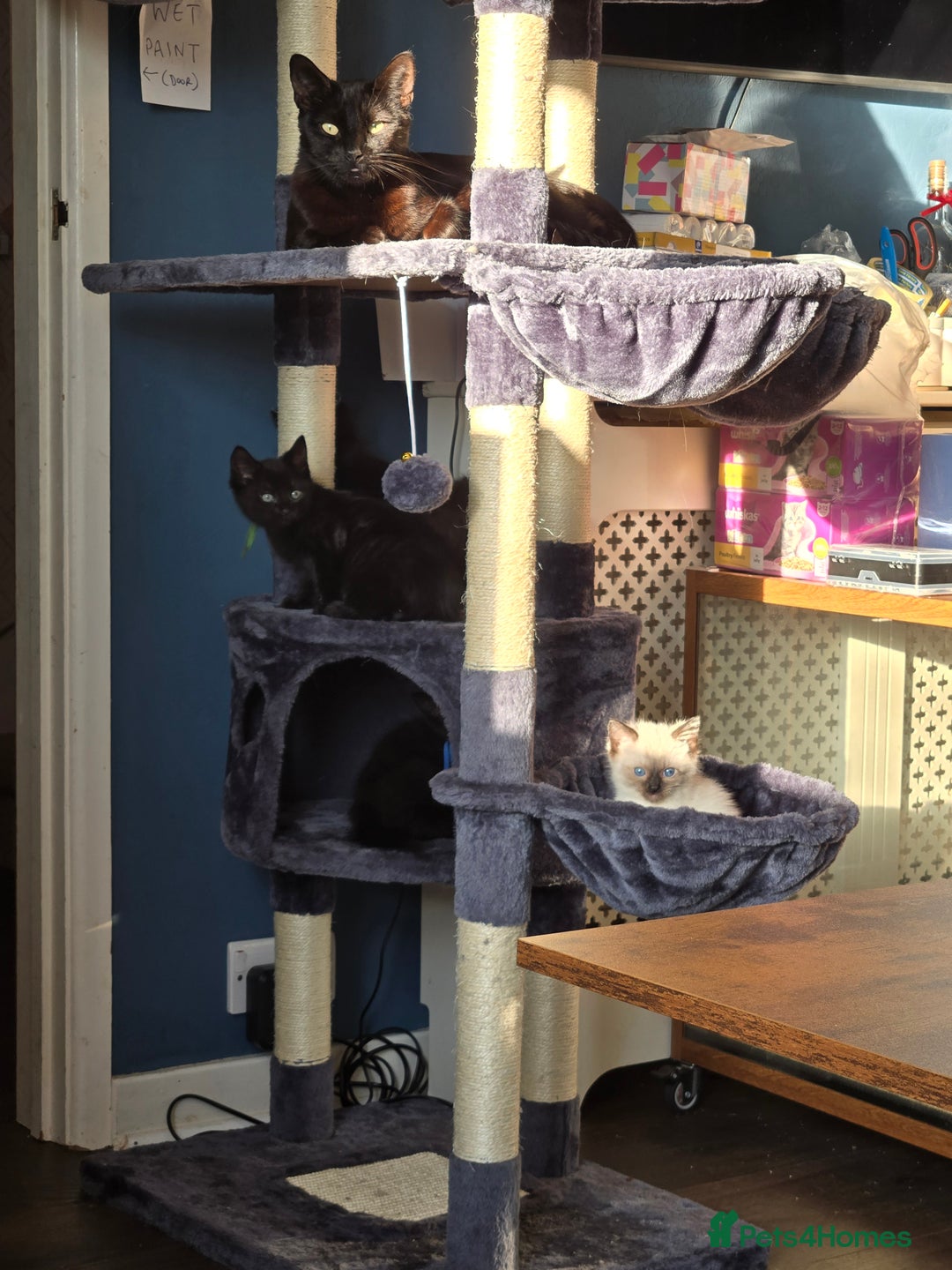 Ragdoll cats for sale: ☯️ Beautiful Yin/Yang pair of ragdoll crosses ☯️ - Advert 10