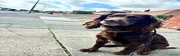 Sprocker dogs for sale: Ella is looking for a forever home  - Advert 3