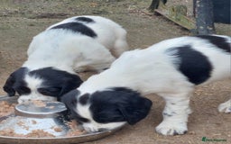 English Springer Spaniel dogs for sale: Quality Spaniel Litter at Sandaharr  - Image 20