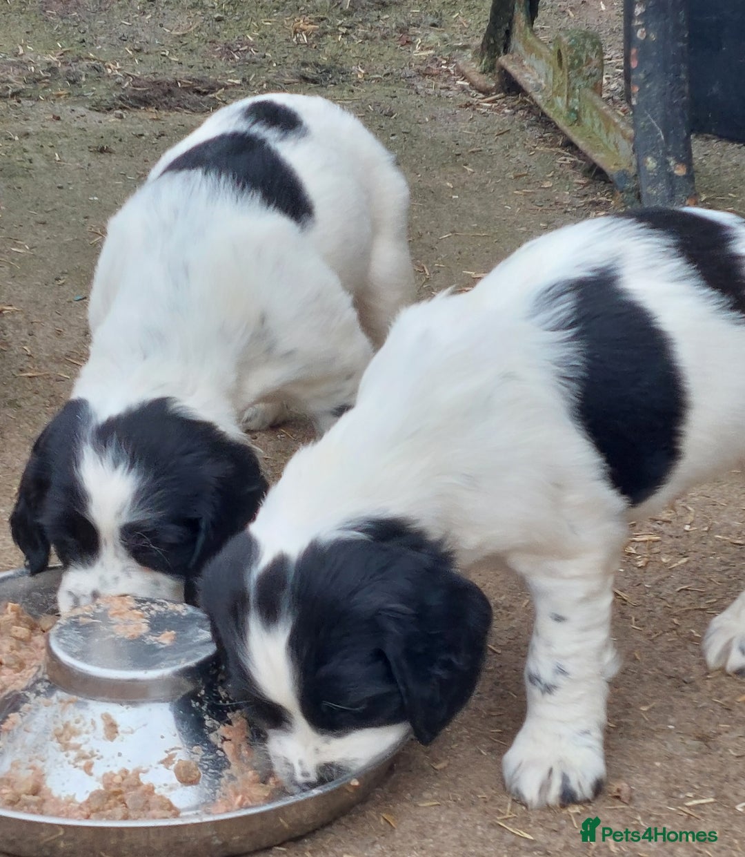 English Springer Spaniel dogs for sale: Quality Spaniel Litter at Sandaharr  - Image 20