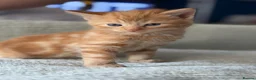 Mixed Breed cats for sale: 4 beautiful kittens  - Advert 6