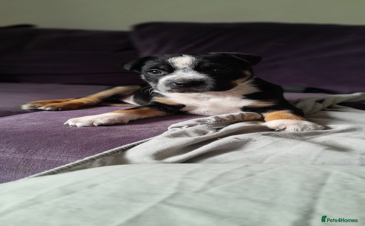 Mixed Breed dogs - Advert 14