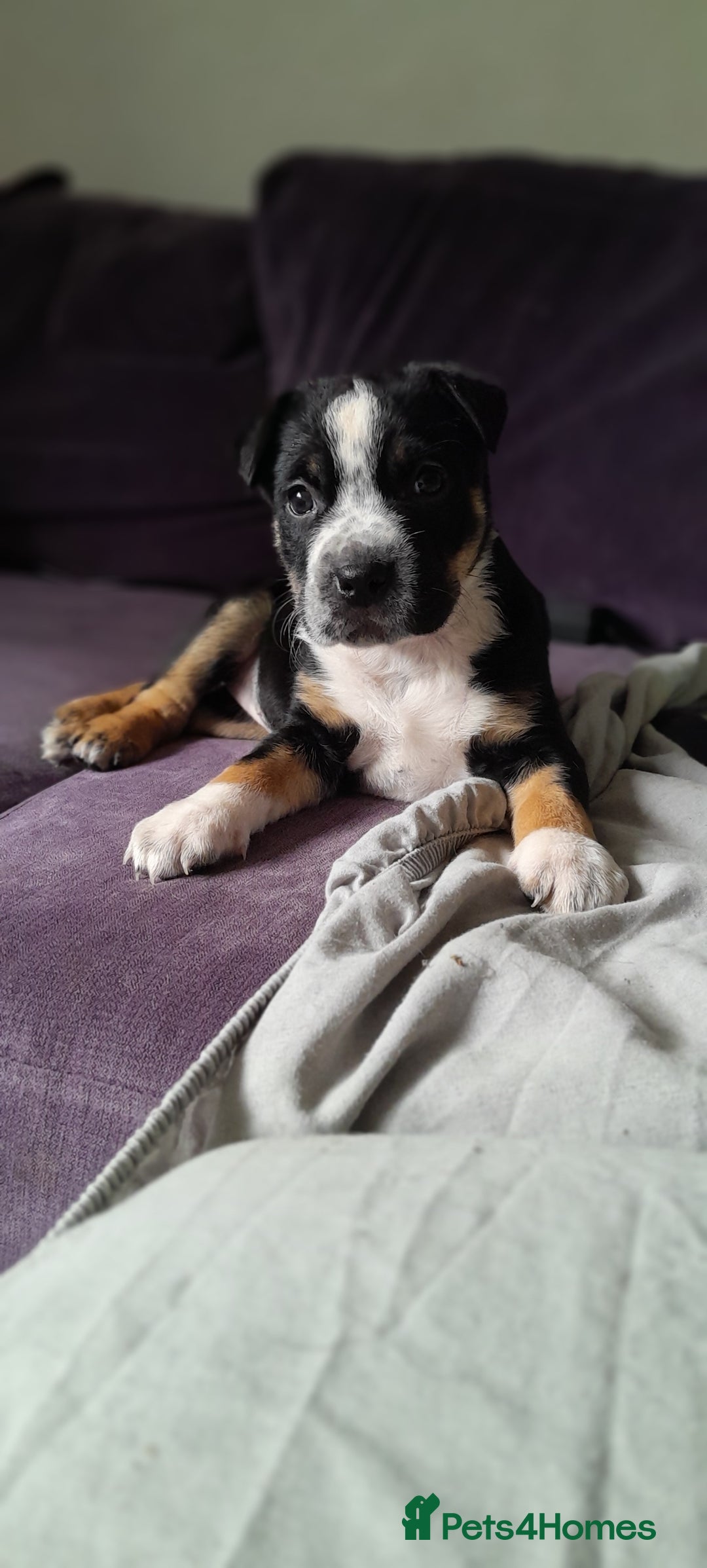 Mixed Breed dogs for sale: German shepherd/shar-pei and Staffy  - Image 1