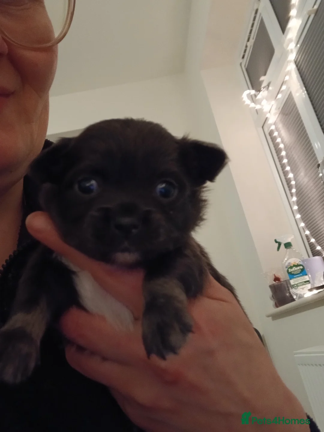 Chihuahua dogs for sale: Last little boy - Advert 6