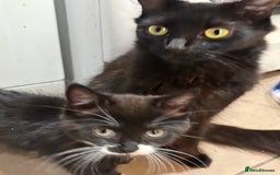Domestic Shorthair cats for sale:  2 tuxedo kittens  - Image 5