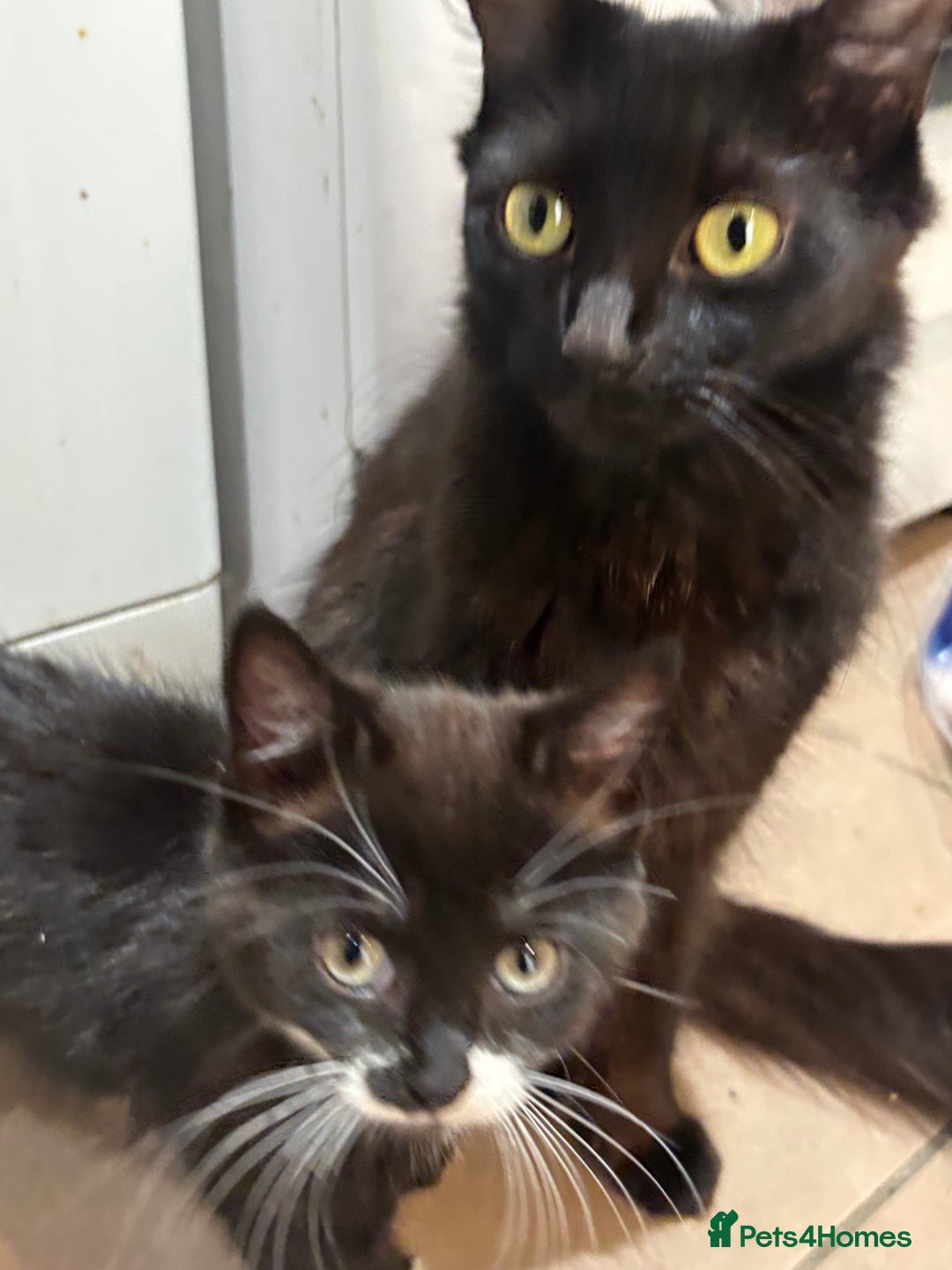 Domestic Shorthair cats for sale:  2 tuxedo kittens  - Image 5