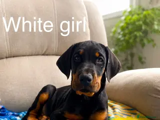 Dobermann dogs * 1 girl Doberman puppy ready to go * - Advert 8