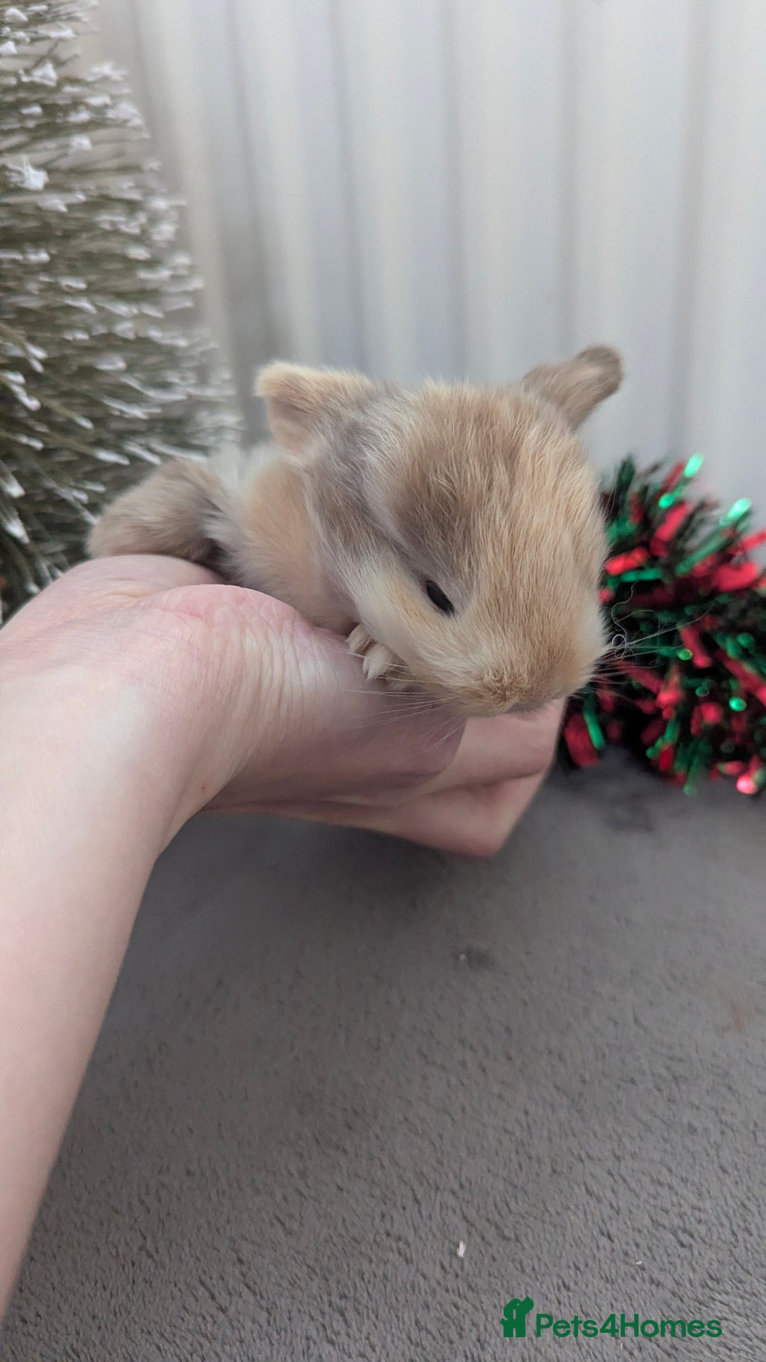 Mini Lop rabbits for sale: Mini lop babies waiting list  - Advert 4