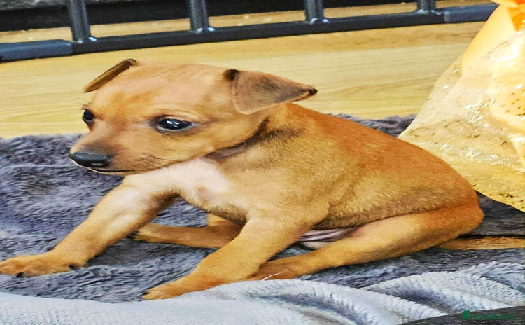 Miniature Pinscher dogs - Advert 1