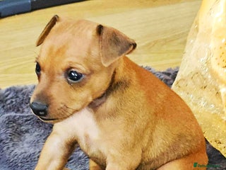 Miniature Pinscher dogs - Advert 3