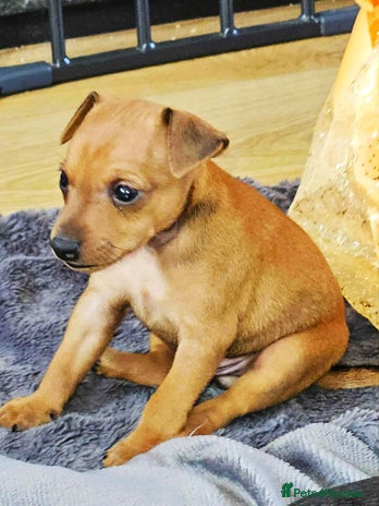 Miniature Pinscher dogs - Advert 1