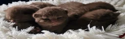 British Shorthair cats for sale: 🌟 Premium British Shorthair Kittens Available! 🌟 - Advert 1