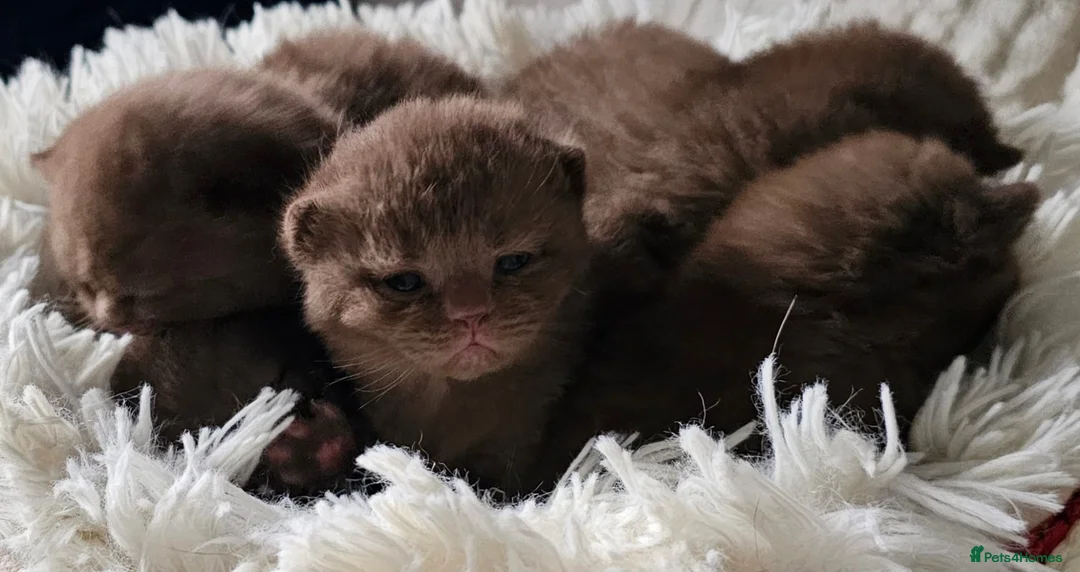 British Shorthair cats for sale: 🌟 Premium British Shorthair Kittens Available! 🌟 - Advert 1