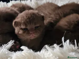 British Shorthair cats 🌟 Premium British Shorthair Kittens Available! 🌟 - Advert 1