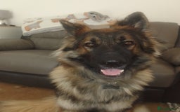 German Shepherd dogs for stud: For Stud only  - Image 2