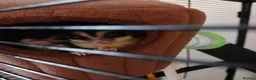 Sugar Glider rodents for sale: Bonded pair of gliders and in pouch joey  - Advert 2