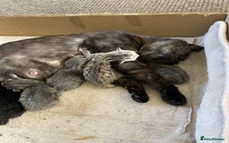 Mixed Breed cats for sale: Kittens for Sale - Image 3