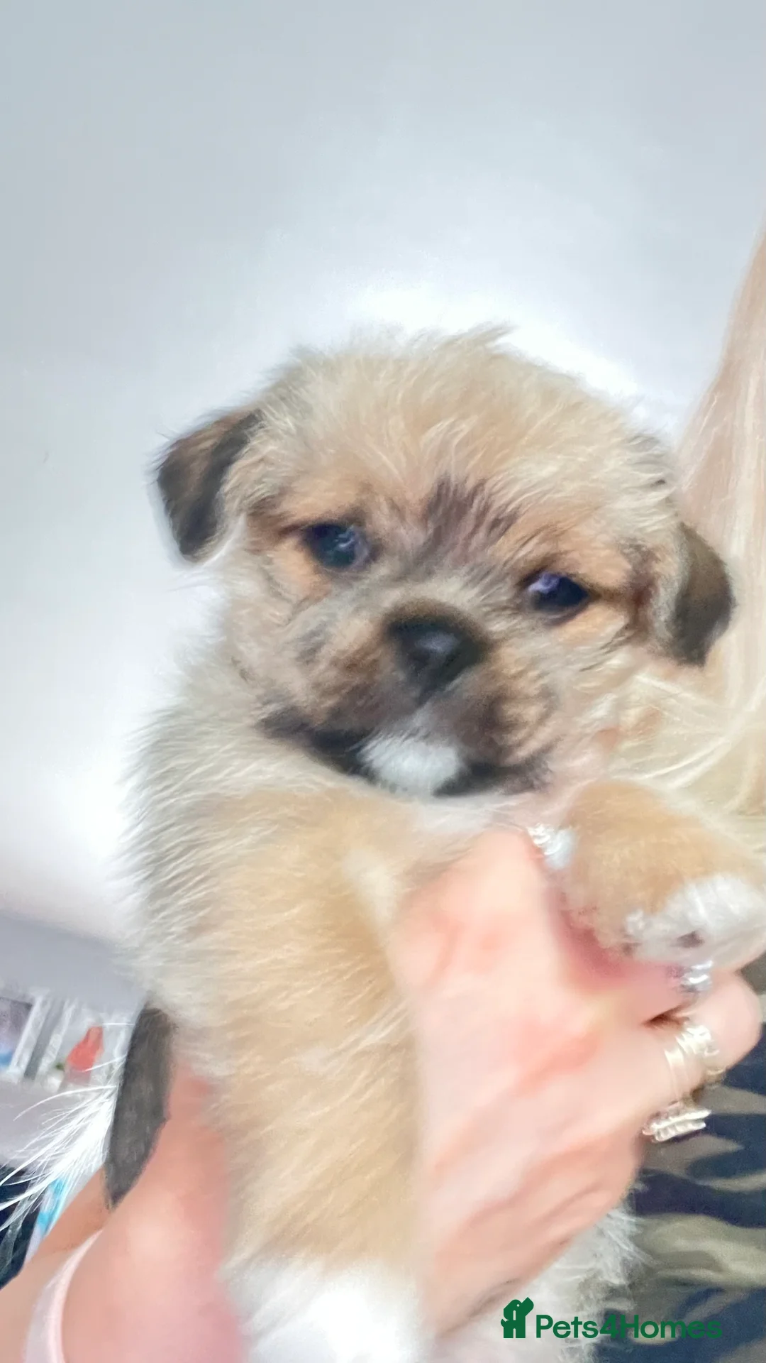 Mixed Breed dogs for sale: 3 beautiful shiranian cross pug puppies for sale.  - Advert 2