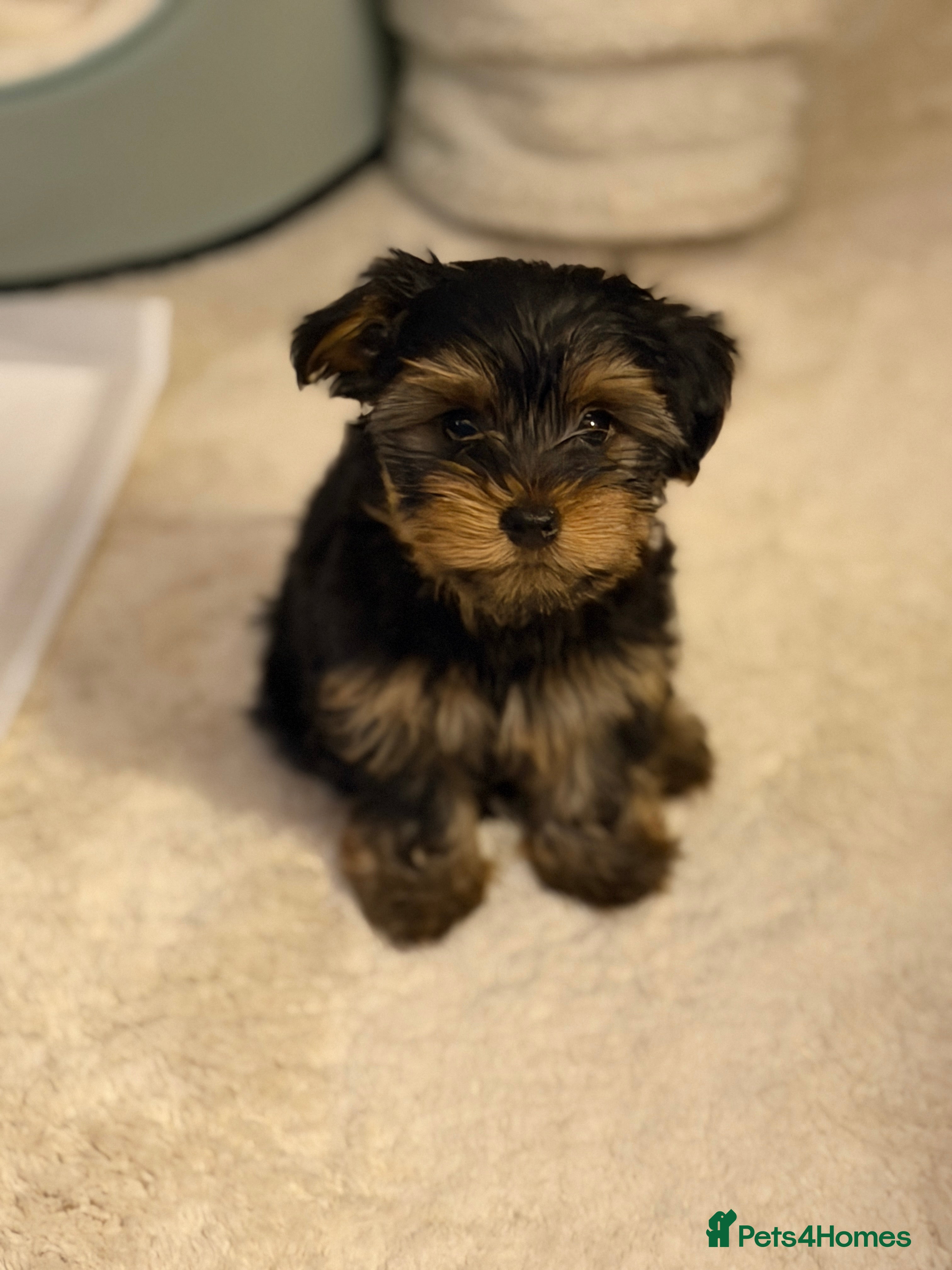 Yorkshire Terrier dogs Yorkshire terrier puppies 1 boy left ready to go  - Advert 4