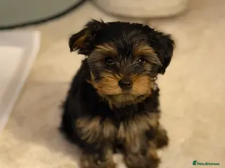 Yorkshire Terrier dogs Yorkshire terrier puppies 1 boy left ready to go - Advert 11