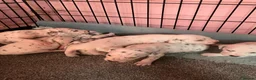 Dalmatian dogs for sale: Stunning Litter of Dalmations - Advert 7