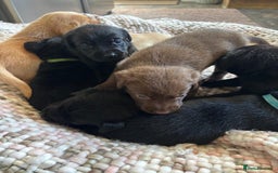Labrador Retriever dogs for sale: KC reg DNA tested Labrador puppies. - Image 3