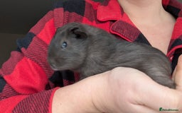 Guinea Pig rodents for sale: Guinea pig BOY  - Advert 2