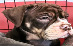 Olde English Bulldogge dogs for sale: 4 x Olde English Bulldogge Girls - For Sale - Image 6